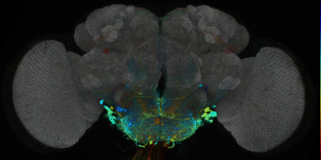 P{VT013611-GAL4} expression pattern