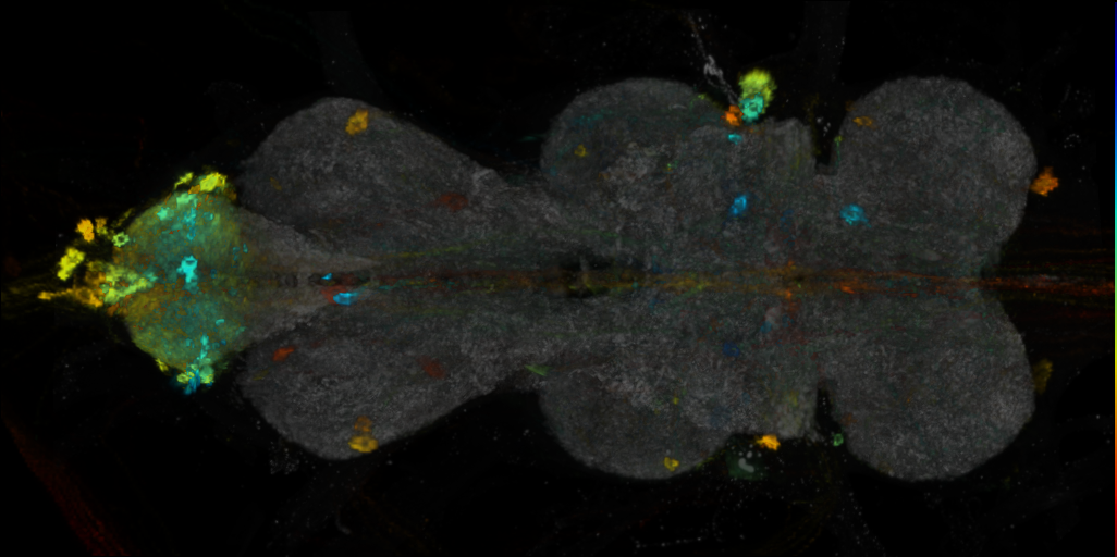 P{VT013611-GAL4} expression pattern