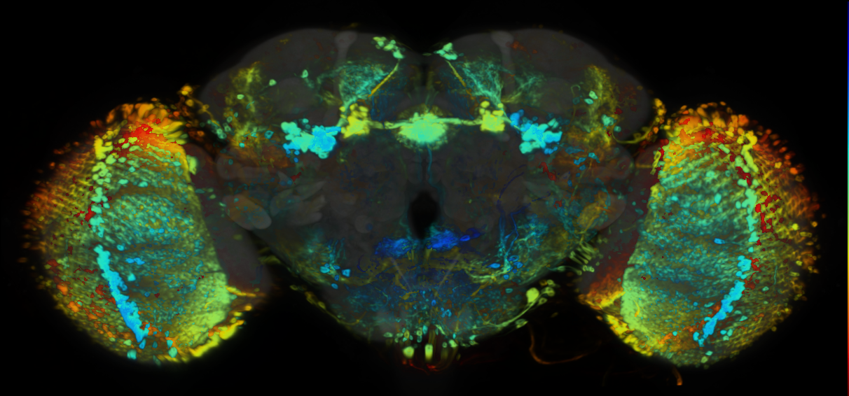 P{VT013616-GAL4} expression pattern