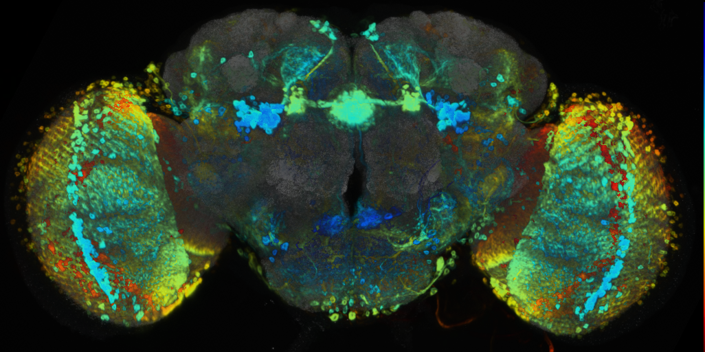 P{VT013616-GAL4} expression pattern