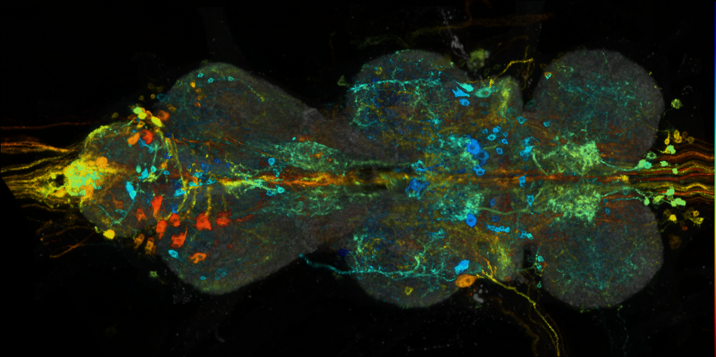 P{VT013616-GAL4} expression pattern
