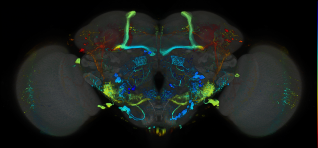 P{VT014200-GAL4} expression pattern