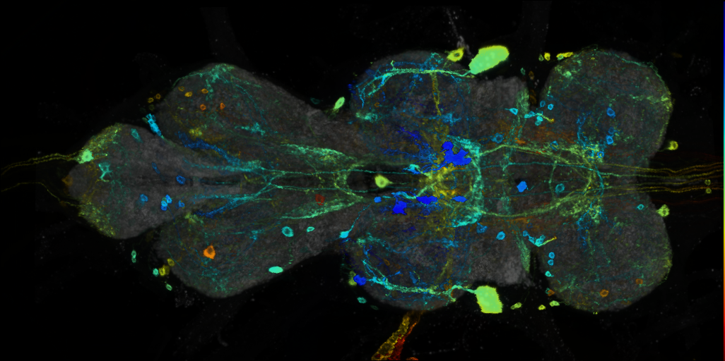 P{VT014200-GAL4} expression pattern