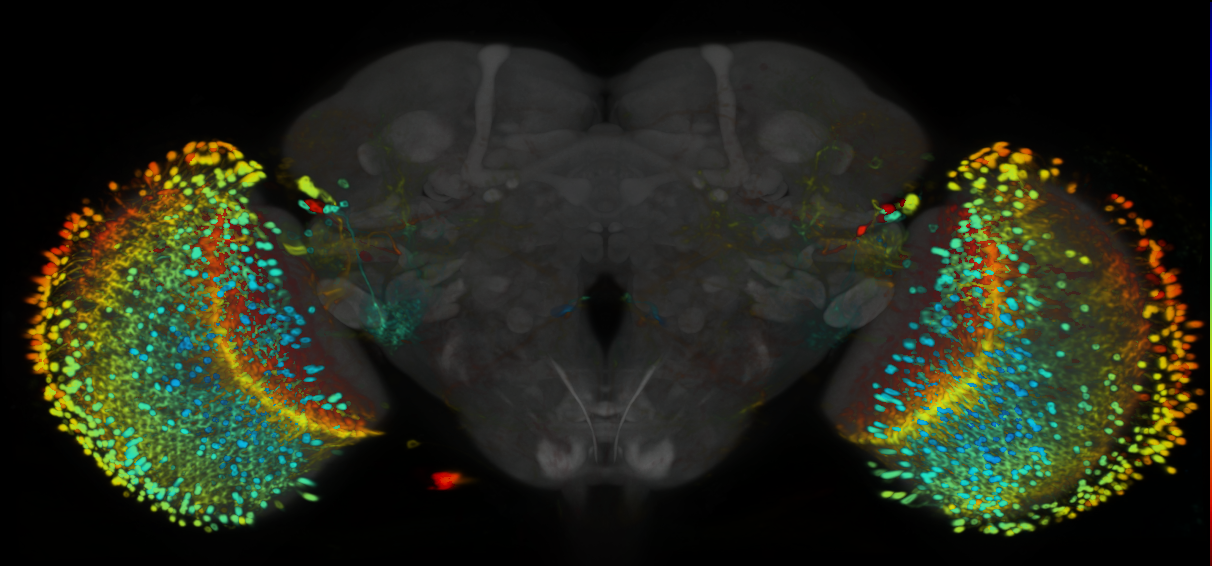 P{VT014486-GAL4} expression pattern