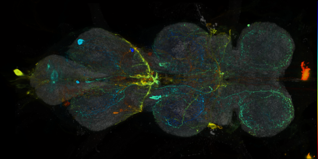P{VT014486-GAL4} expression pattern
