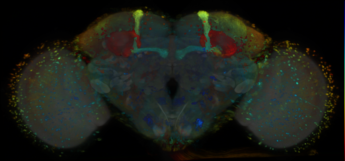 P{VT014653-GAL4} expression pattern