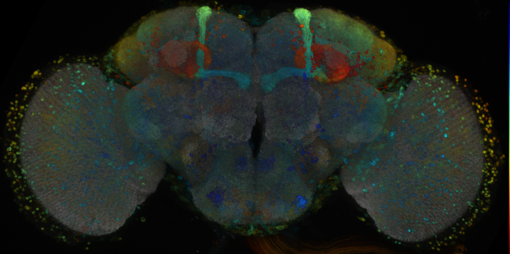 P{VT014653-GAL4} expression pattern
