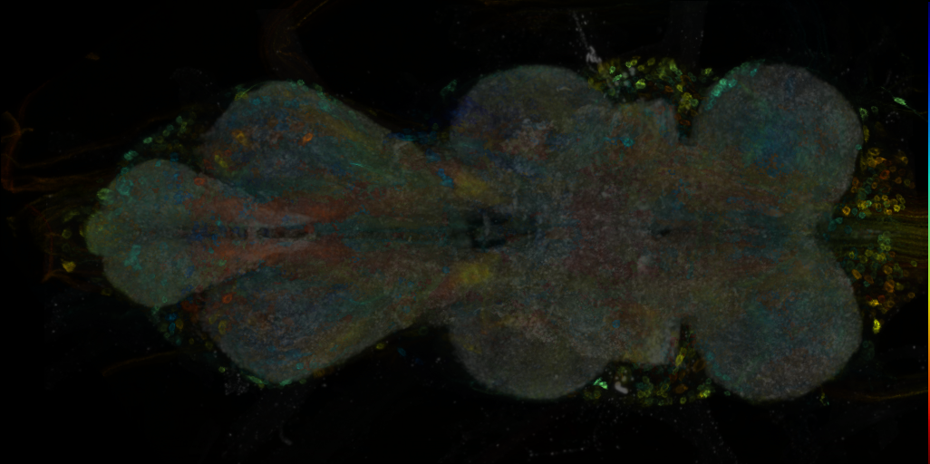 P{VT014653-GAL4} expression pattern