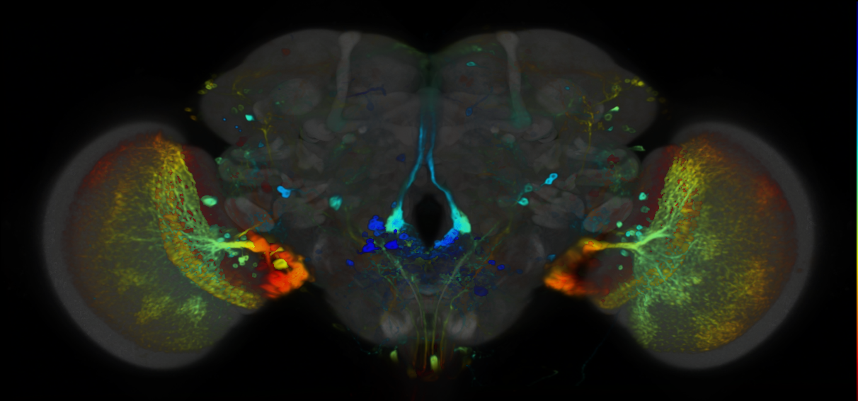 P{VT014718-GAL4} expression pattern