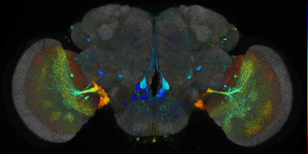 P{VT014718-GAL4} expression pattern