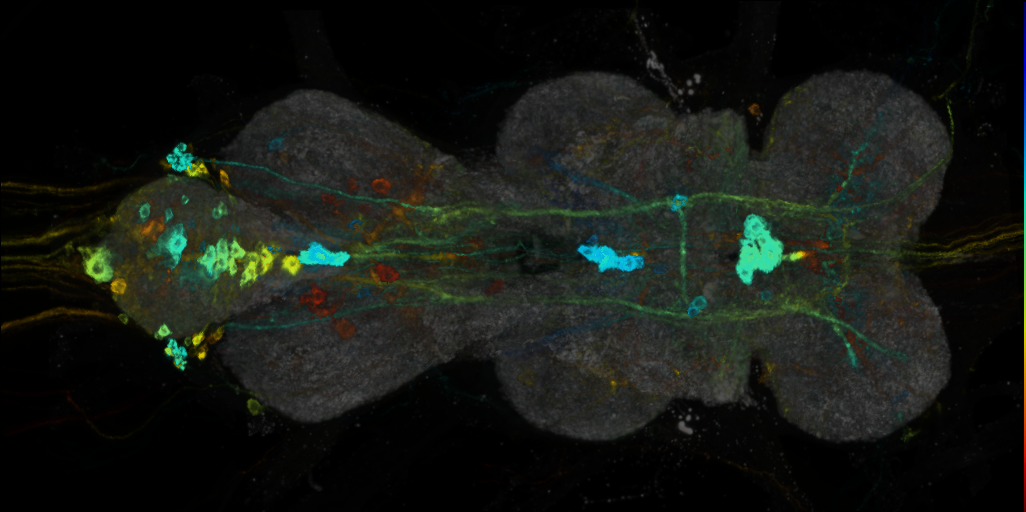 P{VT014718-GAL4} expression pattern