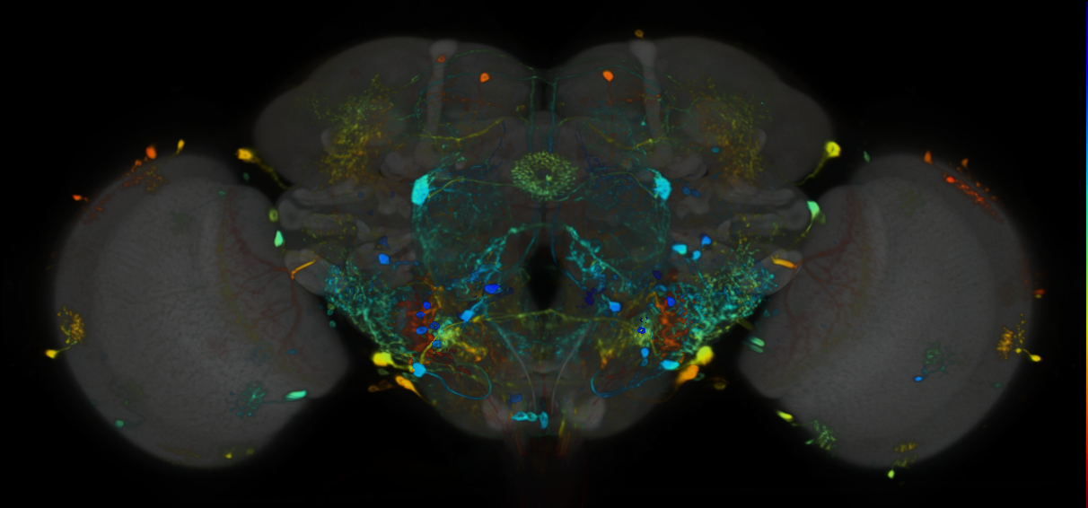P{VT015434-GAL4} expression pattern