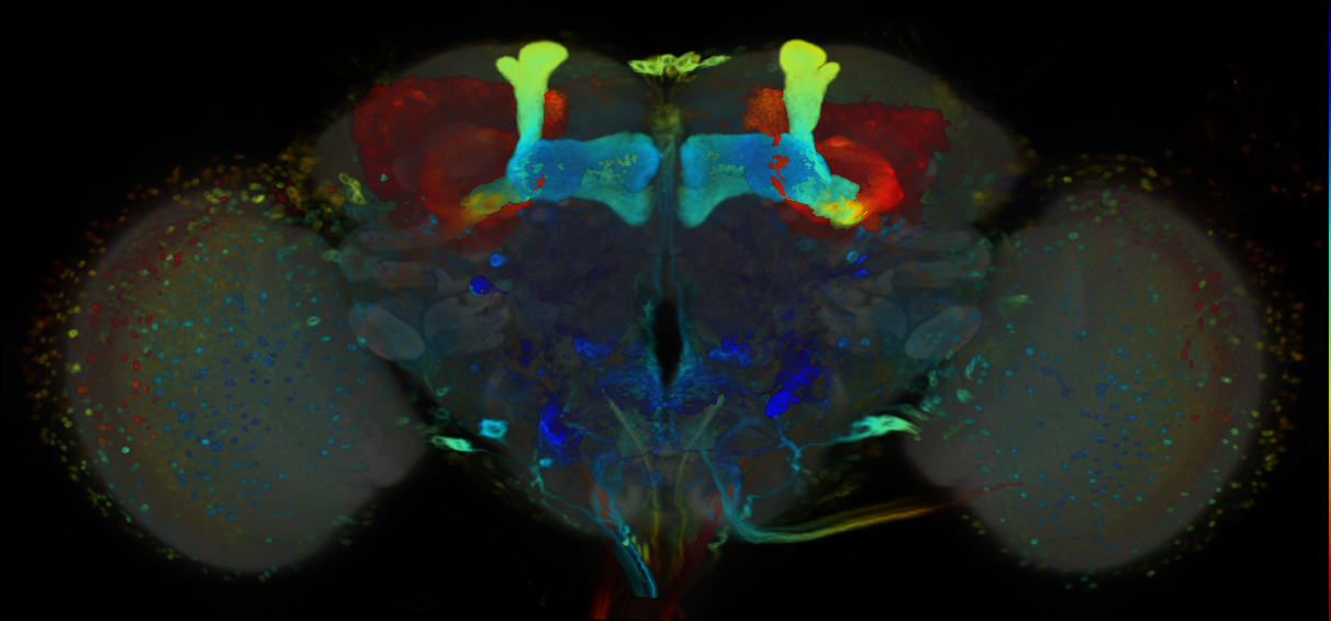 P{VT015828-GAL4} expression pattern