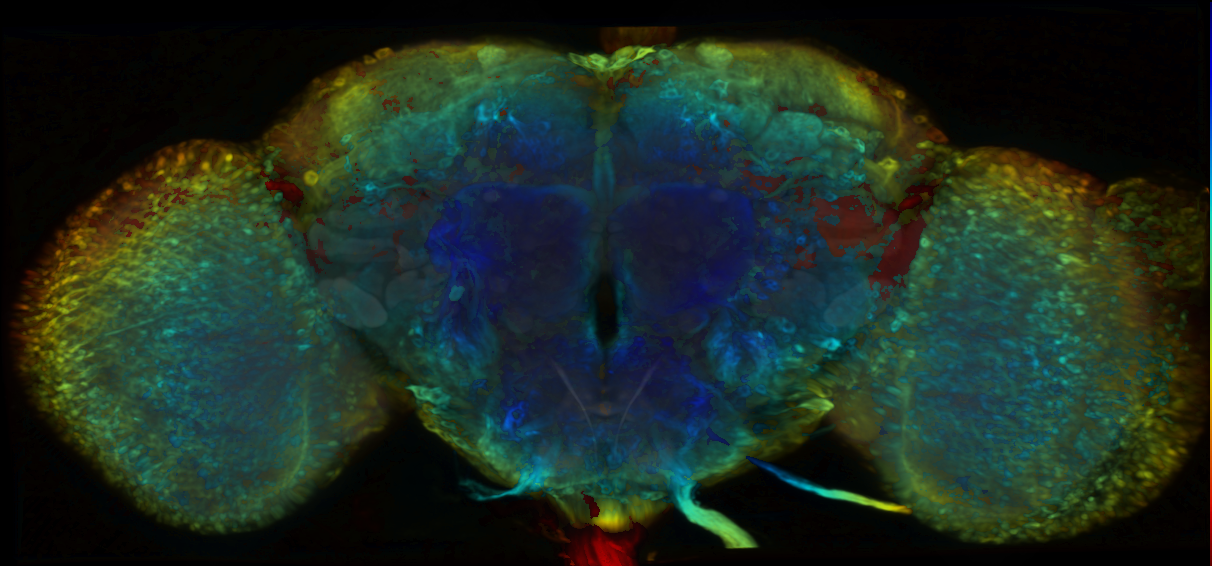 P{VT016206-GAL4} expression pattern