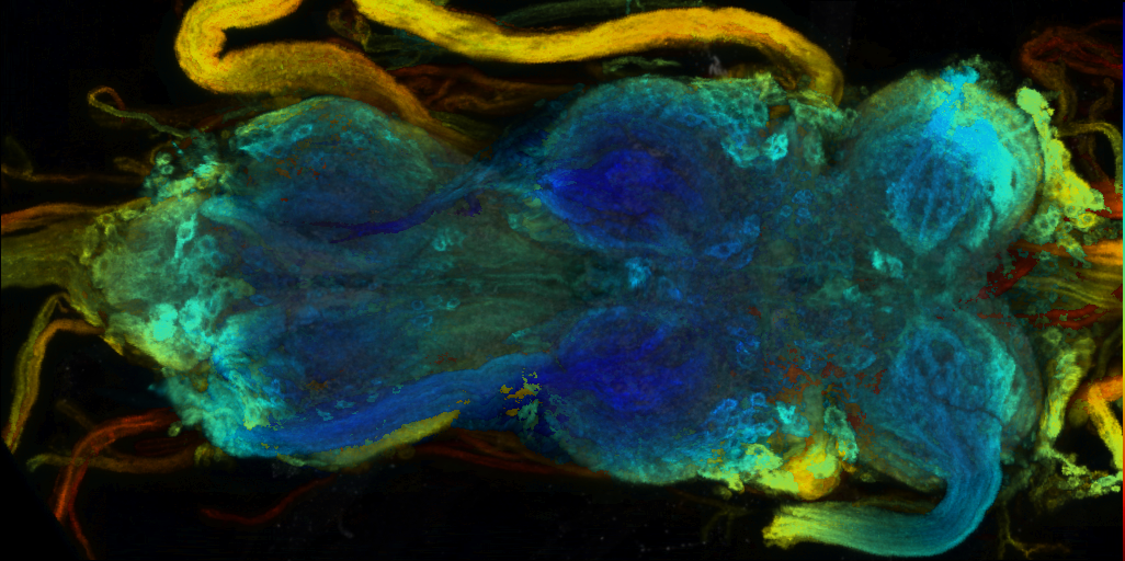 P{VT016206-GAL4} expression pattern