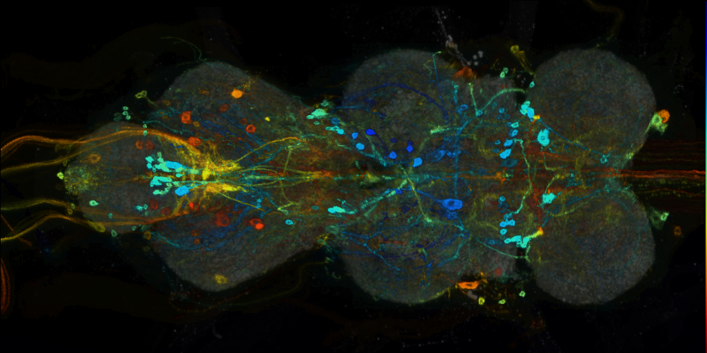 P{VT016285-GAL4} expression pattern