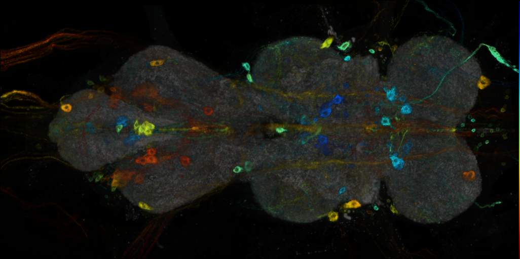 P{VT016465-GAL4} expression pattern