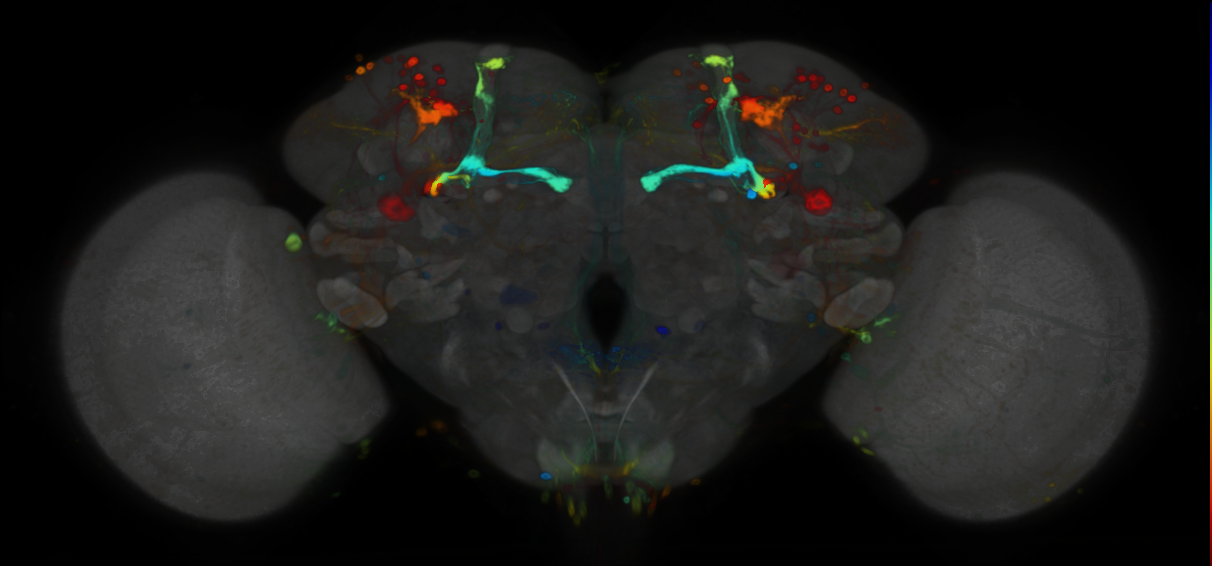 P{VT016471-GAL4} expression pattern