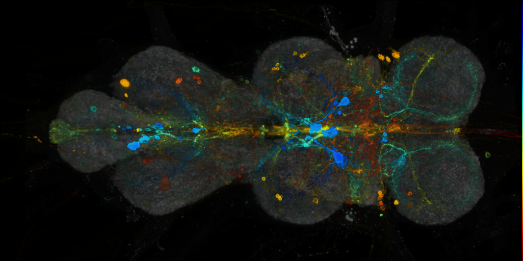 P{VT016471-GAL4} expression pattern