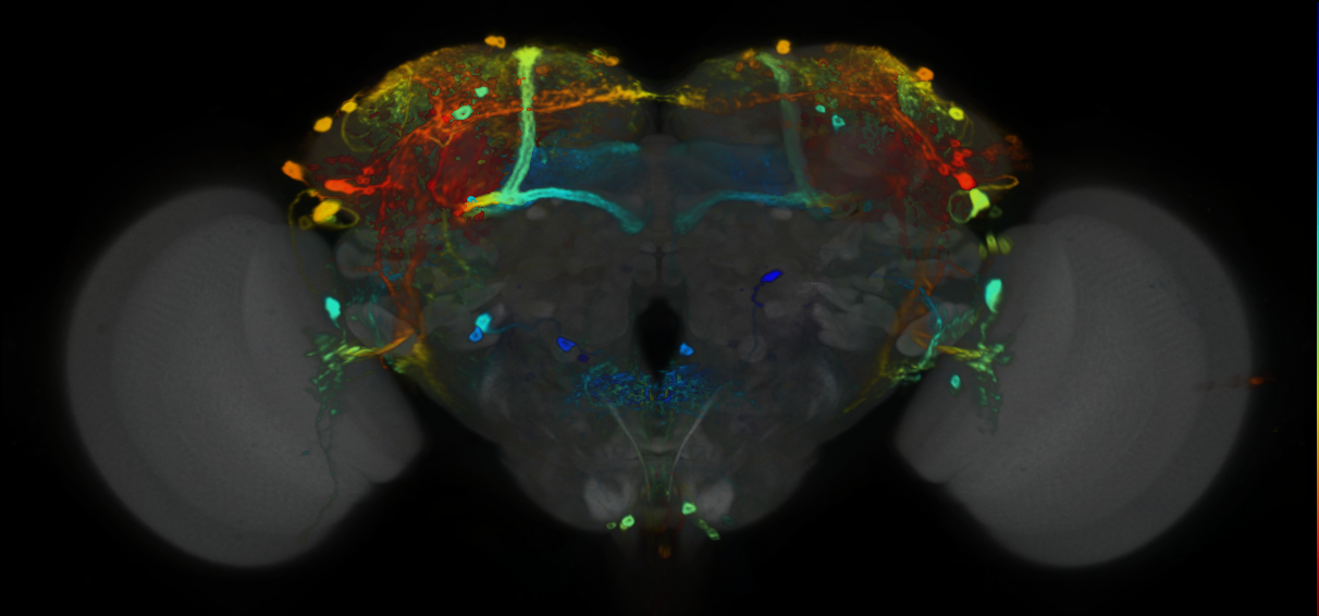 P{VT016648-GAL4} expression pattern