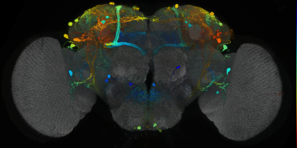 P{VT016648-GAL4} expression pattern