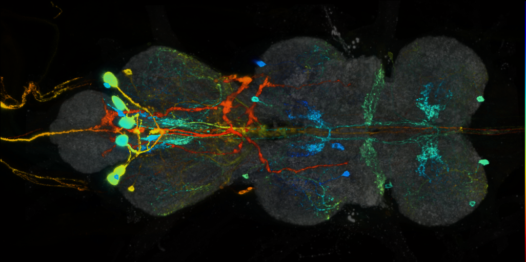 P{VT016648-GAL4} expression pattern