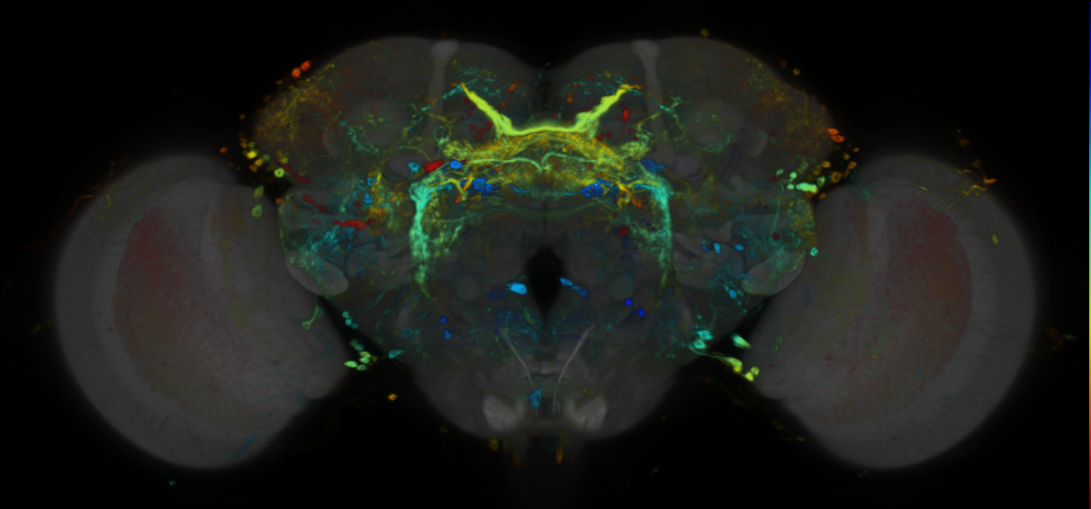 P{VT016795-GAL4} expression pattern