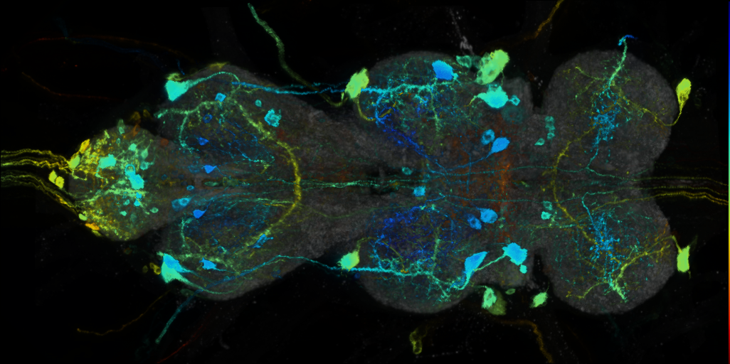 P{VT016795-GAL4} expression pattern