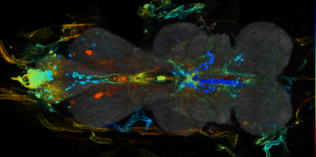 P{VT016966-GAL4} expression pattern