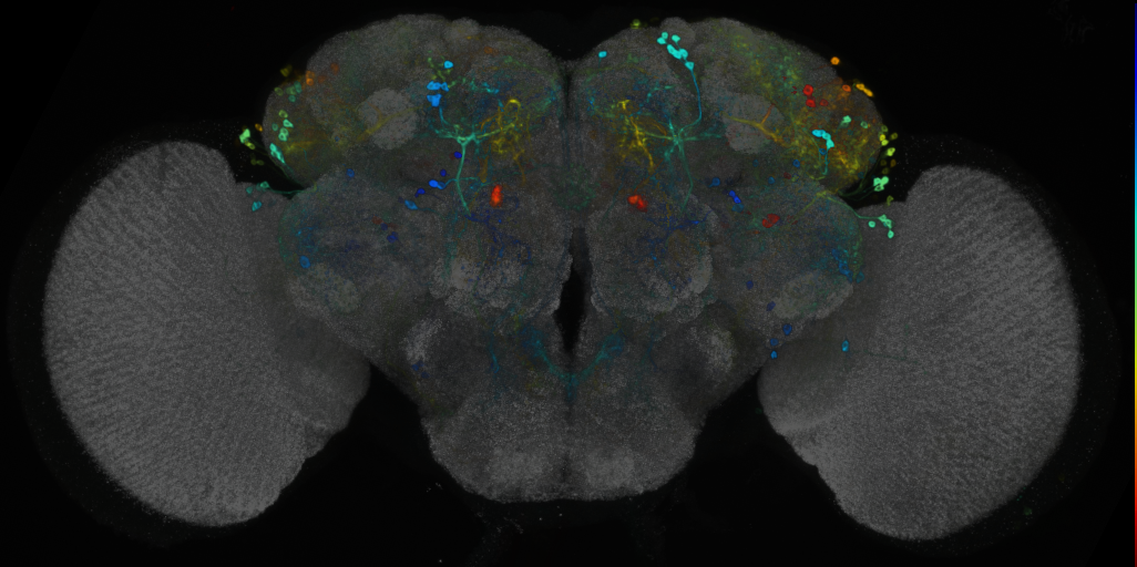 P{VT016971-GAL4} expression pattern