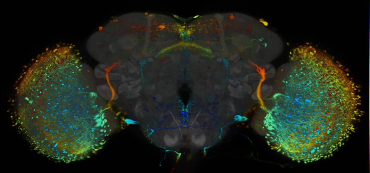P{VT017001-GAL4} expression pattern