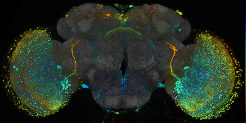 P{VT017001-GAL4} expression pattern