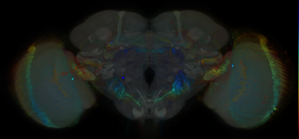 P{VT017013-GAL4} expression pattern