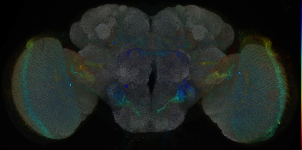 P{VT017013-GAL4} expression pattern