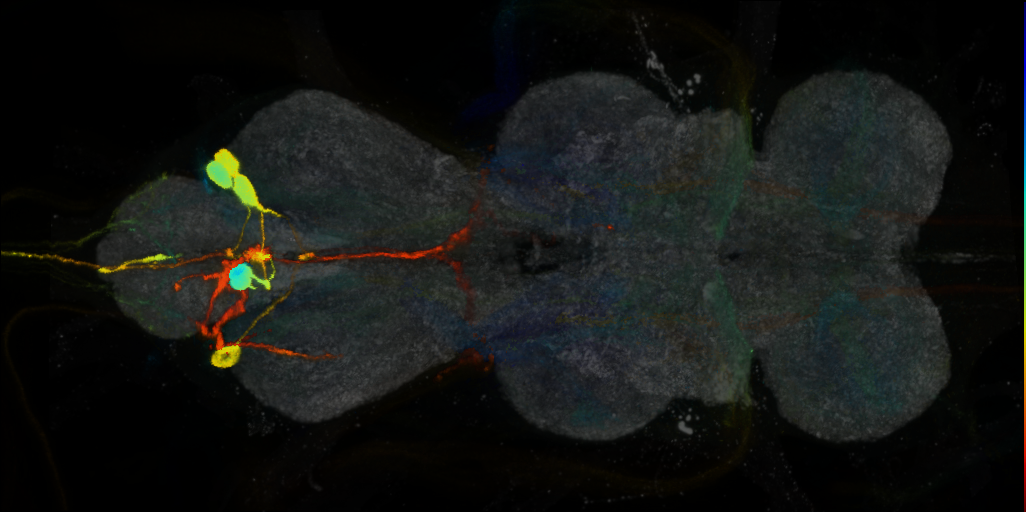 P{VT017013-GAL4} expression pattern