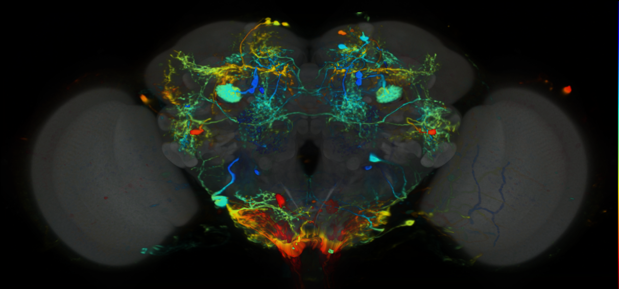 P{VT017191-GAL4} expression pattern
