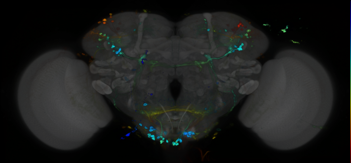 P{VT017240-GAL4} expression pattern