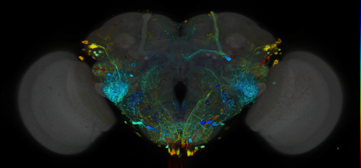 P{VT017251-GAL4} expression pattern