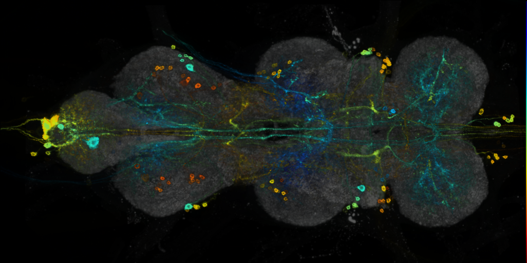 P{VT017645-GAL4} expression pattern