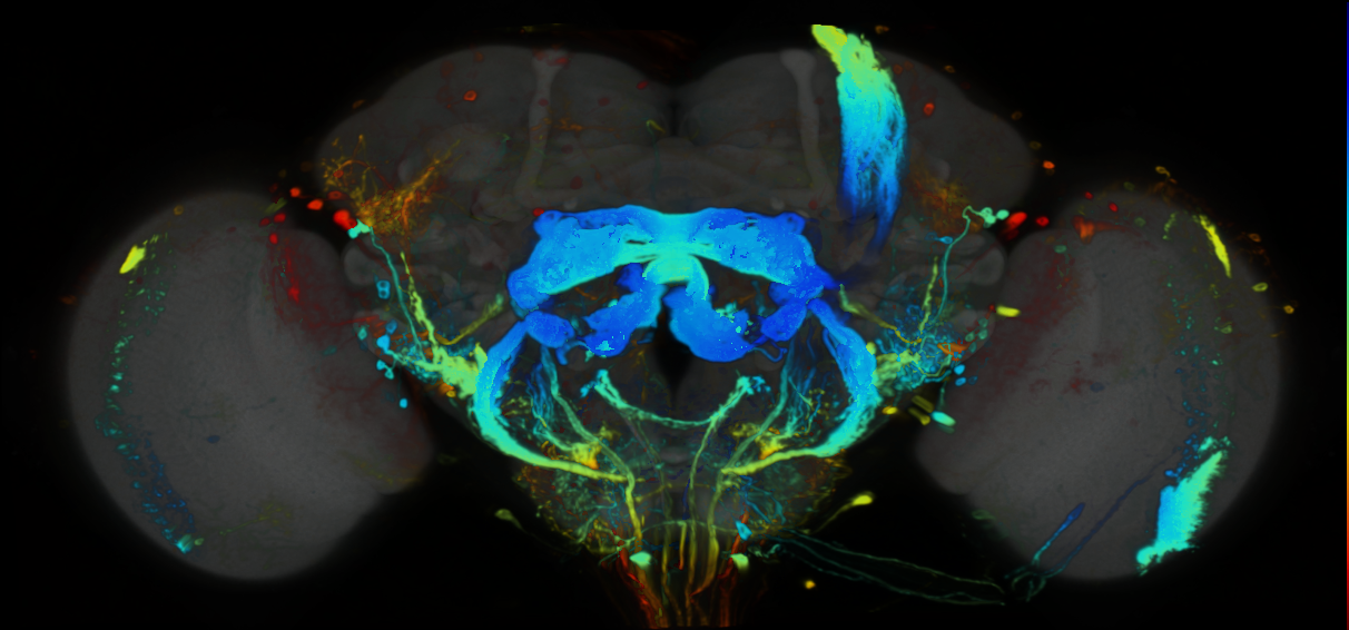P{VT017657-GAL4} expression pattern