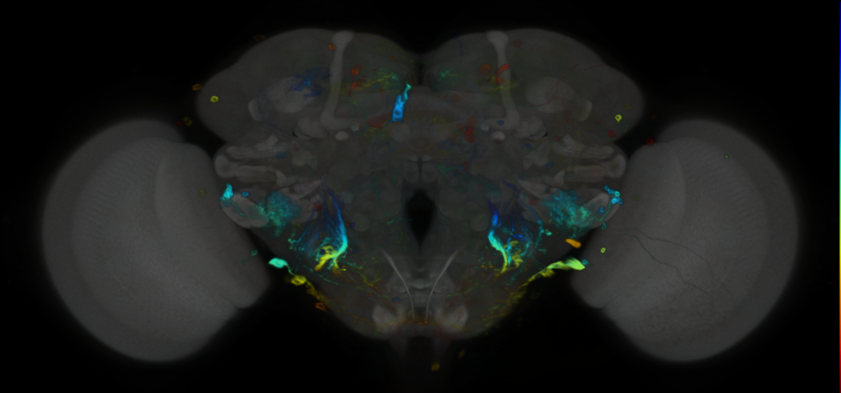 P{VT017694-GAL4} expression pattern