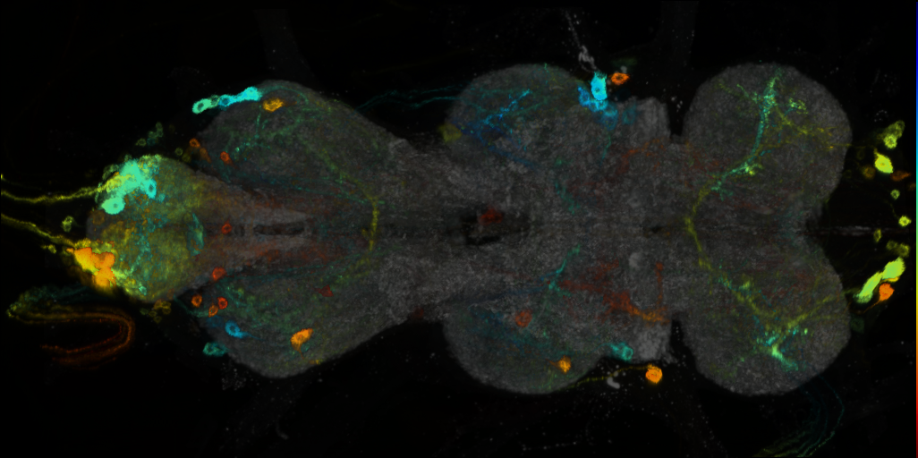 P{VT017694-GAL4} expression pattern