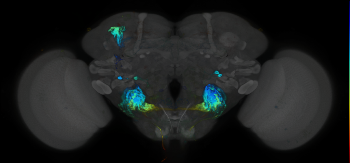 P{VT017745-GAL4} expression pattern