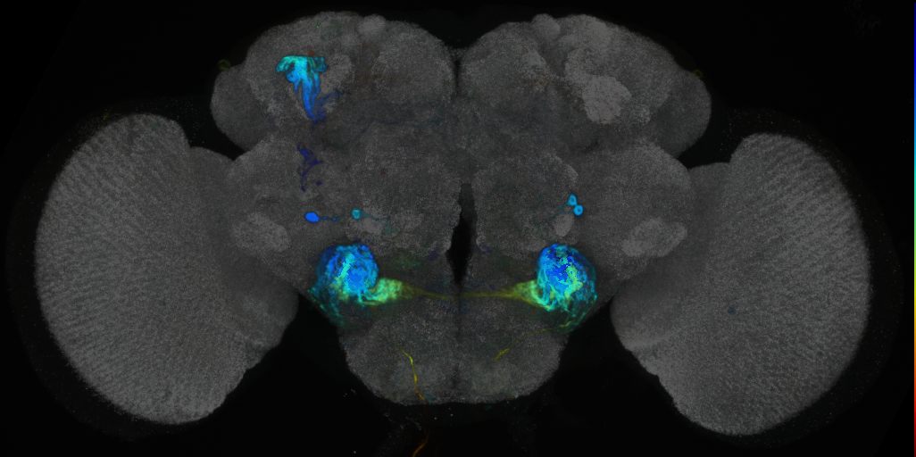 P{VT017745-GAL4} expression pattern