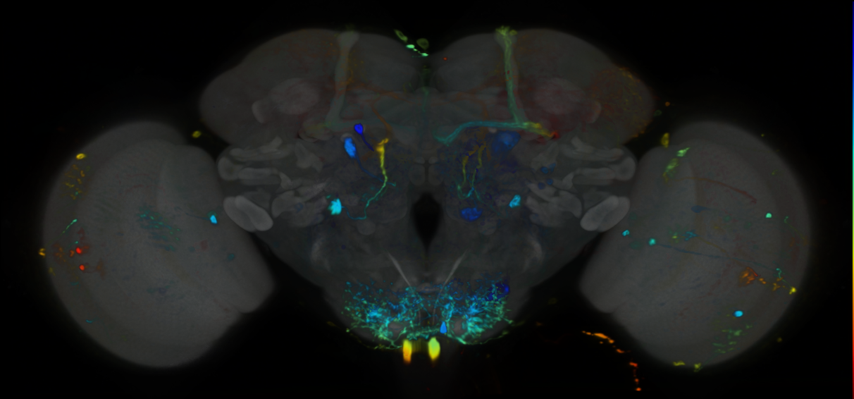 P{VT017862-GAL4} expression pattern
