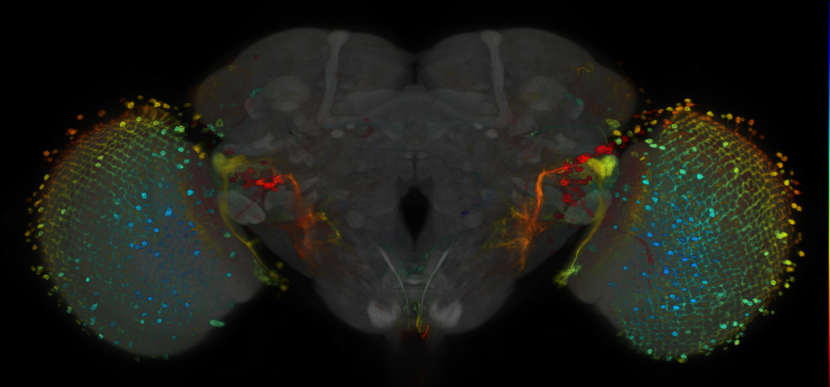 P{VT018453-GAL4} expression pattern