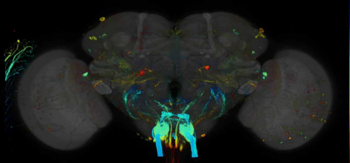 P{VT019022-GAL4} expression pattern