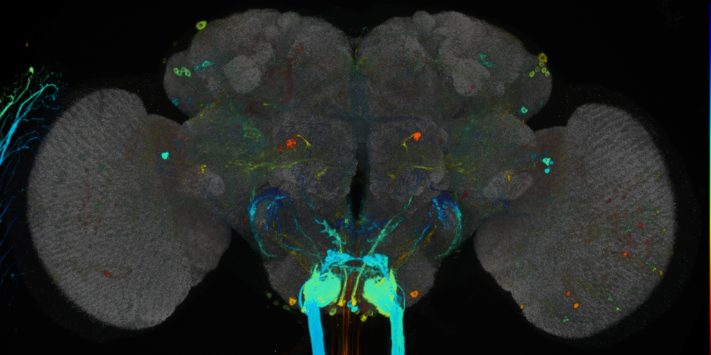 P{VT019022-GAL4} expression pattern