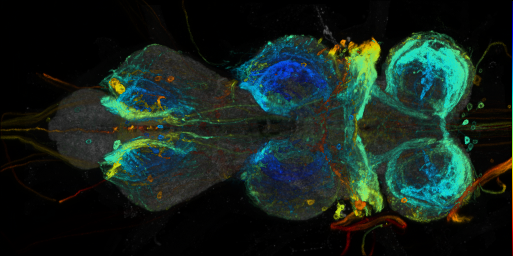 P{VT019022-GAL4} expression pattern