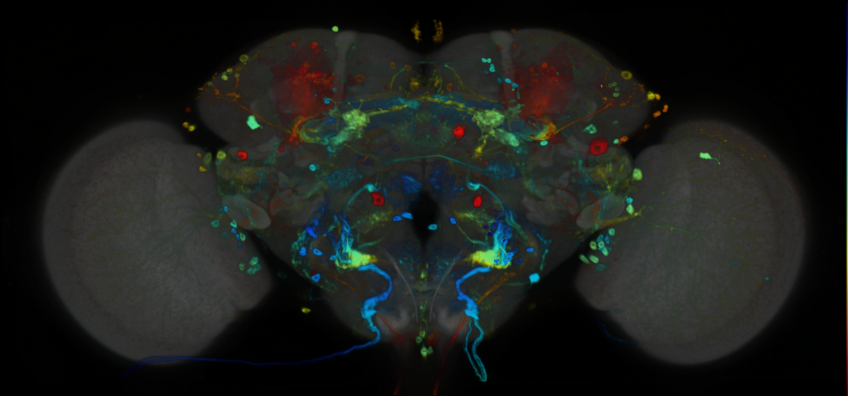 P{VT019303-GAL4} expression pattern